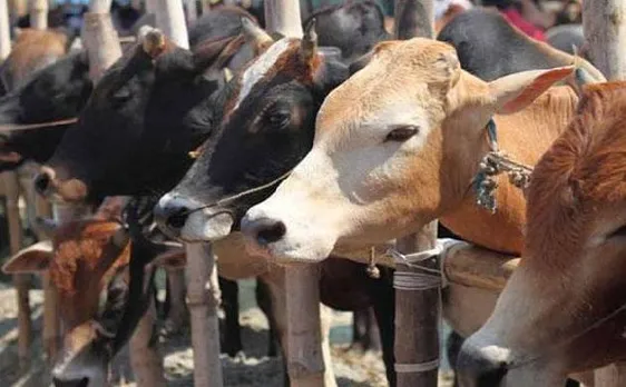 भारत-बांग्लादेश सीमा पर गौ तस्करों ने की बीएसएफ की जवान हत्या