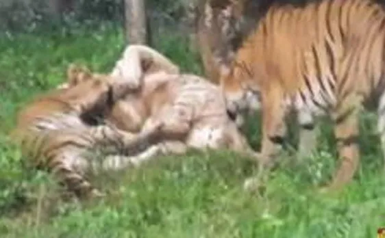 रॉयल बंगाल टाइगर्स का रोडरेज, सफेद टाइगर की हुई मौत
