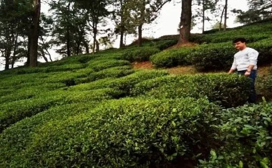 हिमाचल चुनाव: प्रदेश की शान चाय के बागानों को चुनावी मुद्दों में नहीं मिली जगह