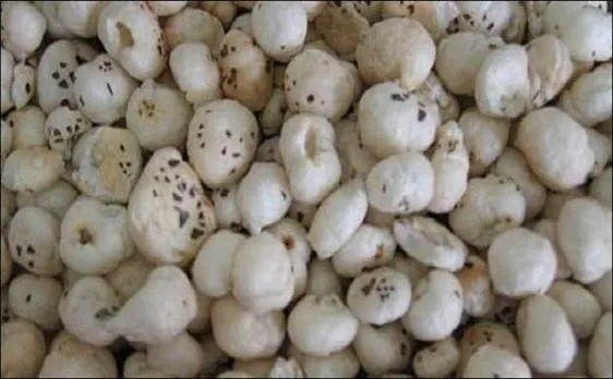 मिथिलांचल की खास पहचान है 'मखाना', लेकिन किसानों को नहीं मिल रहा है लाभ
