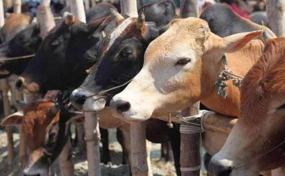 केंद्र सरकार ने वध के लिए मवेशियों की बिक्री पर प्रतिबंध का आदेश लिया वापस
