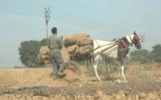 आगराः नहीं मिल रहे खरीदार, किसान खेतों में फेंक रहे आलू