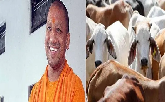योगी सरकार अब करेगी गायों की जनगणना, 8 करोड़ का बजट हुआ जारी