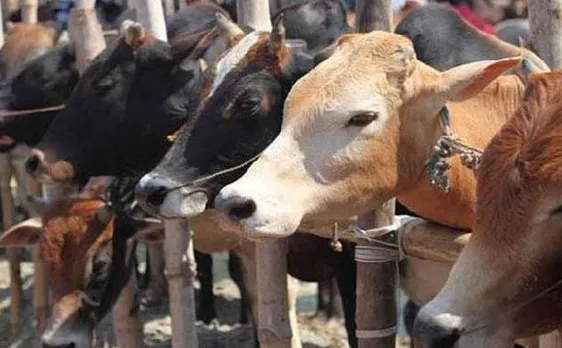 गोवा में बीफ व्यापारियों की हड़ताल खत्म, पुलिस ने दिया सुरक्षा का आश्वासन