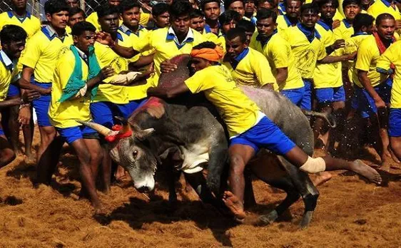 जल्लीकट्टू देखने आए एक युवक की मौत, 25 घायल