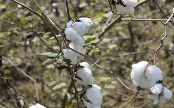सीएआई ने भारत के कपास उत्पादन में कटौती का लगाया अनुमान