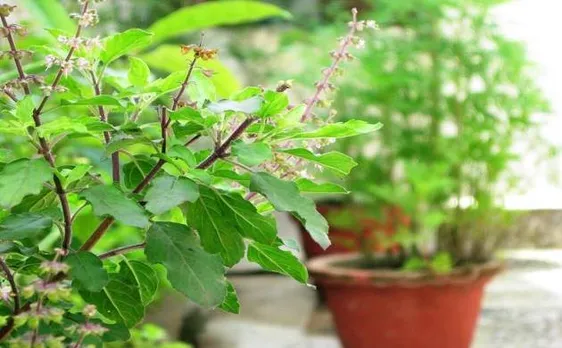 आपके घर में लगा है तुलसी का पौधा तो जरूर पढ़ें ये खबर