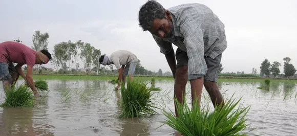 मॉनसून की सक्रियता से खरीफ फसलों की बुआई ने पकड़ा जोर