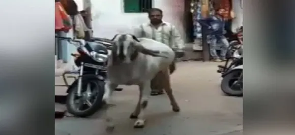 बकरीद पर दी जाएगी 'बाहुबली' की कुर्बानी, सोशल मीडिया पर वायरल हुआ VIDEO