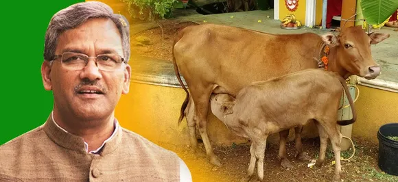 गाय को 'राष्ट्र माता' का दर्जा देने वाला देश का पहला राज्य बना उत्तराखंड, विपक्ष ने भी किया समर्थन