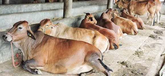 लावारिस पशुओं से छुटकारा पाने के लिए हरियाणा पशुपालन विभाग ने बनाई ये बड़ी योजना