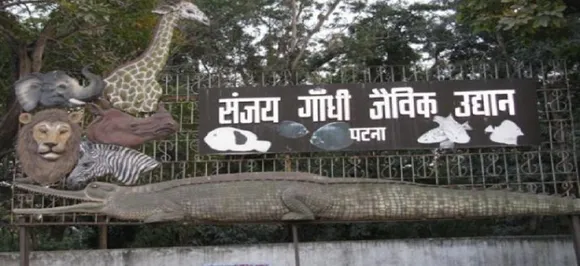 पटना में H5N1 वायरस से 6 मोरों की मौत, बंद हुआ चिड़ियाघर