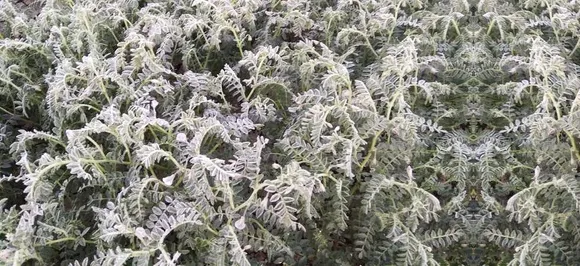 कड़ाके की ठंड से कांप रहा MP, इस दिन से मिल सकती है शीतलहर से राहत