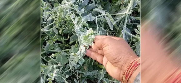 ठंड के कहर का फसलों और सब्‍जियों पर दिखेगा असर, जानें किन पर कितना प्रभाव