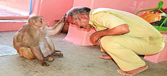 8 साल से हनुमान मंदिर की रक्षा कर रहा है ये बंदर, भक्तों के सिर पर हाथ रख देता है आशीर्वाद