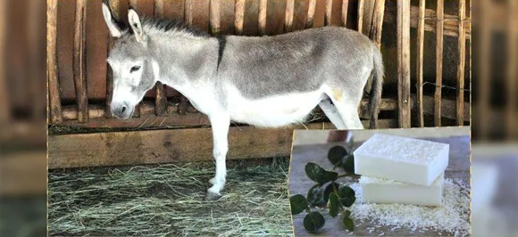 चंडीगढ़: चर्चा का विषय बना Donkey के दूध से बना साबुन, खासियत और कीमत जान रह जाएंगे दंग