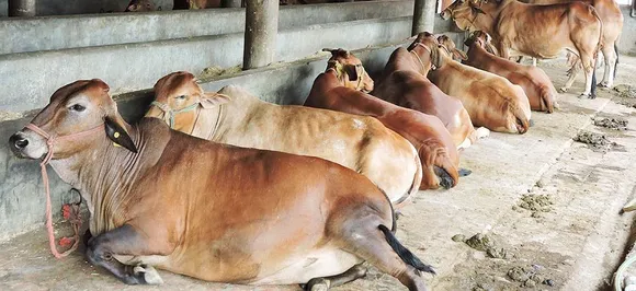 बीजेपी से 'गाय' का मुद्दा भी छीनेगी कांग्रेस, दाे मुख्‍यमंत्रियों के जरिये पार्टी ने चली ये बड़ी चाल