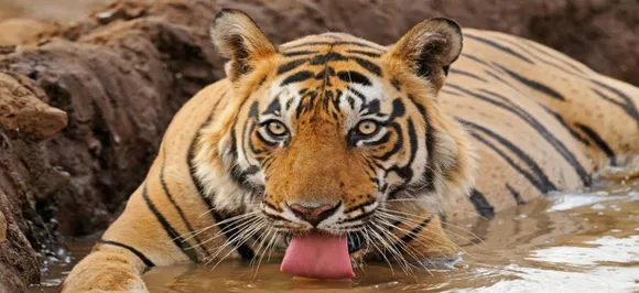 दहशत के वो 20 मिनट, पेड़ पर वनकर्मी, नीचे टाइगर और मौत सामने से गुजर गई, देखें VIDEO