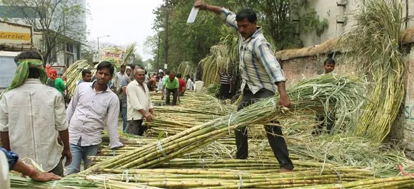 चीनी मिलों पर गन्ना किसानों का 19,000 करोड़ रुपये बकाया