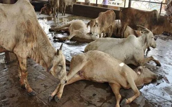 MP के खंडवा में गौ हत्या के 3 आरोपियों पर लगा रासुका, सरकार ने कहा बिगड़ सकता है सांप्रदायिक माहौल