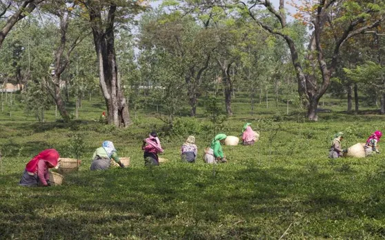 पुलवामा अटैक के बाद भारतीय चाय निर्यातक पाकिस्तान को निर्यात बंद करने को तैयार