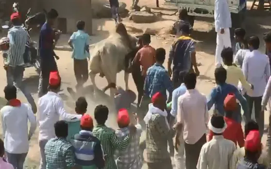 यूपी की सियासत में 'नंदी बाबा' की एंट्री, सरकार और गठबंधन दोनों परेशान, पढ़ें पूरी खबर