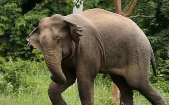 टॉर्च जलाकर रोशनी कर रहा था रिटायर्ड फौजी, लेकिन हाथी ने कुचलकर मार डाला