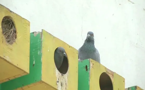राजस्थान: जयपुर के 'पक्षी मित्र' ने पक्षियों के लिए बनाए 2 हजार से अधिक आवास