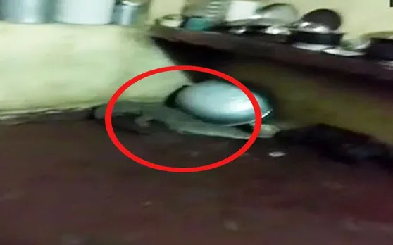 वडोदरा: किचन में घुस गया जब एक मगरमच्छ, घरवालों का हुआ ये हाल