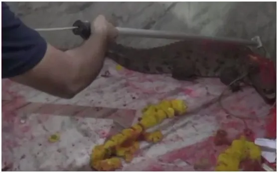 गुजरात : मंदिर में घुसा मगरमच्छ तो लोगों ने शुरू कर दी उसकी पूजा