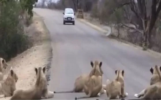 Video: जब अचानक बीच रास्ते में आकर बैठ गया शेरों का झुंड तो लोगों ने किया ये काम
