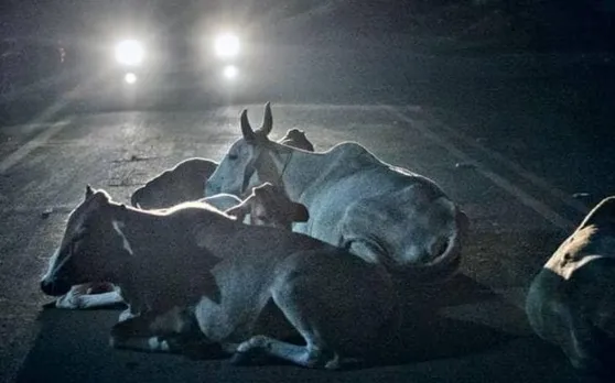 अब रात में होने वाले सड़क हादसों पर लगेगी लगाम, पुलिस ने खोज निकाला यह रास्ता