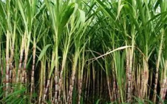 सरकार ने 2019-20 में चीनी का 40 लाख टन का बफर स्टॉक बनाने की मंजूरी दी