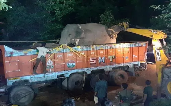 छत्तीसगढ़ हाईकोर्ट में गणेश हाथी को लेकर याचिका दायर