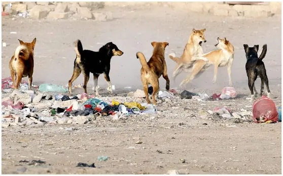 उत्तर प्रदेश में गोशाला में कुत्तों ने की थी गायों की हत्या, पोस्टमार्टम रिपोर्ट में खुलासा