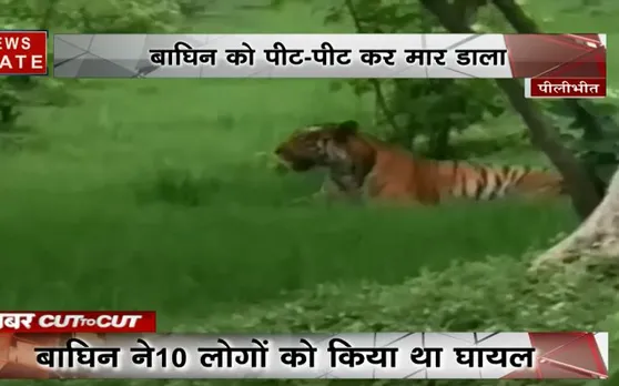 10 लोगों पर हमला करने वाली बाघिन को लोगों ने पीट-पीट कर मार डाला, देखें VIDEO
