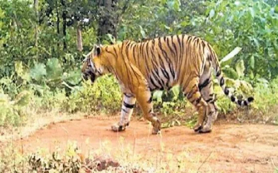 tiger