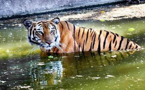 मध्य प्रदेश को फिर मिला टाइगर स्टेट का दर्जा, 526 टाइगर के साथ पहले पायदान पर
