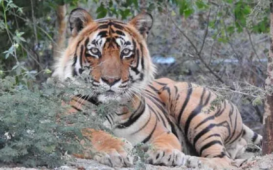 बाघों की संख्या में गोलमाल पर छत्तीसगढ़ सरकार ने जताई चिंता, नए सिरे से जांच शुरू
