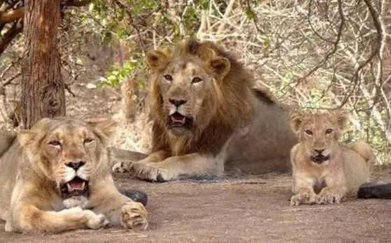 बब्बर शेरों के स्वभाव में बड़ी तेजी से हो रहा बदलाव, मानव जाति पर हो रहे हैं निर्भर