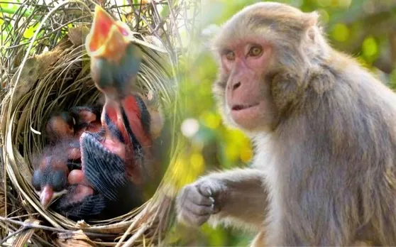 तो क्या बंदर खत्म कर देंगे पक्षियों की  प्रजातियां ? जानिए इसके पीछे की बड़ी वजह