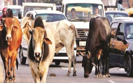 जबलपुर में आवारा मवेशियों को लेकर लगी धारा 144, अगर किया ऐसा तो होगी जेल