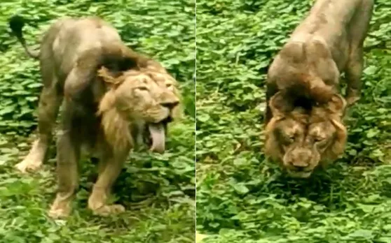 गुजरात के जंगल में शेर खा रहा घास, जानिए इस Viral Video की हकीकत