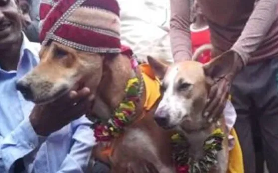 कुत्ता बना दूल्हा, कुतिया बनी दुल्हन और इंसान बने बाराती, ऐसी शादी कभी देखी है आपने
