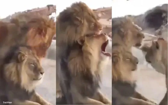 इंसान ही नहीं शेर भी होते हैं Gay, दो शेरों का Video Viral
