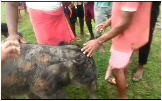जानिए फिर क्या हुआ जब गांव वालों के हाथ लगा अपनी मां से बिछड़ा हुआ हाथी का बच्चा, देखें Video