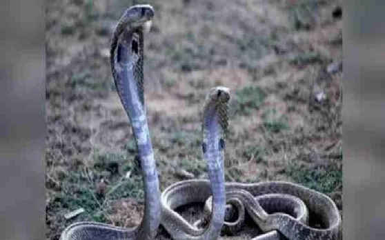 इधर वो पति से फोन में थी व्‍यस्‍त उधर सांपों का जोड़ा था मदमस्‍त, खलल पड़ी तो...
