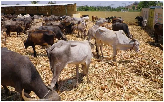 बिहार में अब दुधारू पशुओं का होगा बीमा, योजना इसी महीने से शुरू