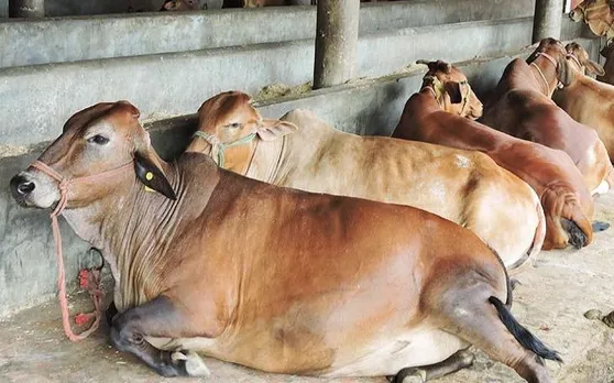 उत्तर प्रदेश का लखनऊ नगर निगम करेगा गाय दान