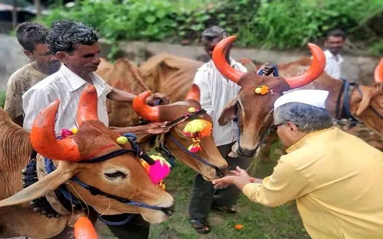 गजब: डेढ़ लाख का मंगलसूत्र निगल गया बैल और फिर हुआ कुछ ऐसा...जानकर रह जाएंगे हैरान